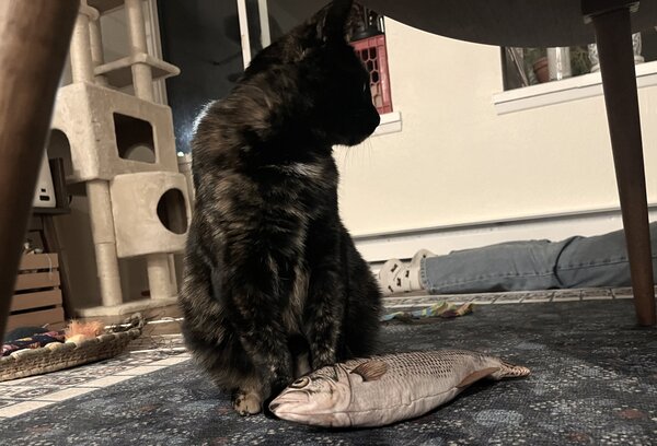 A black cat looking immensely
    uninterested in the fish toy in front of them.